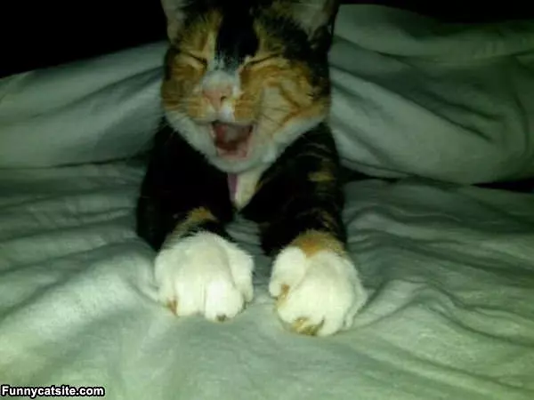 Just A Yawning Cat
