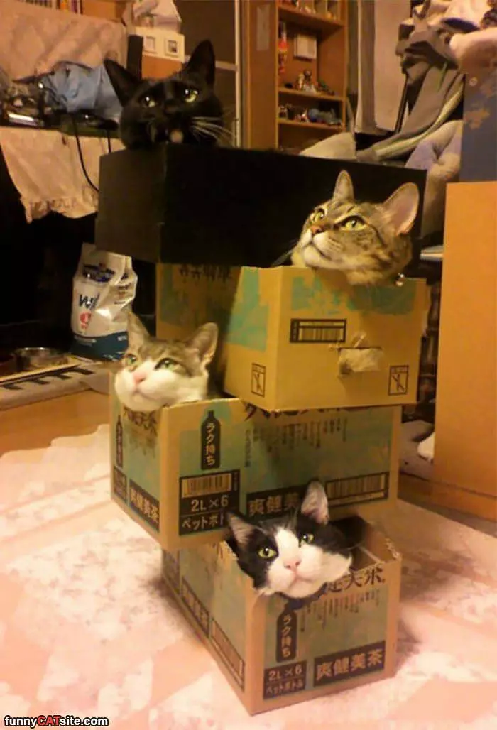 A Tower Of Cats