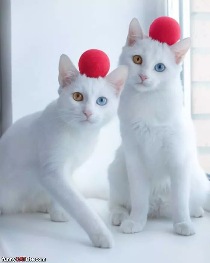 The Red Ball Cats