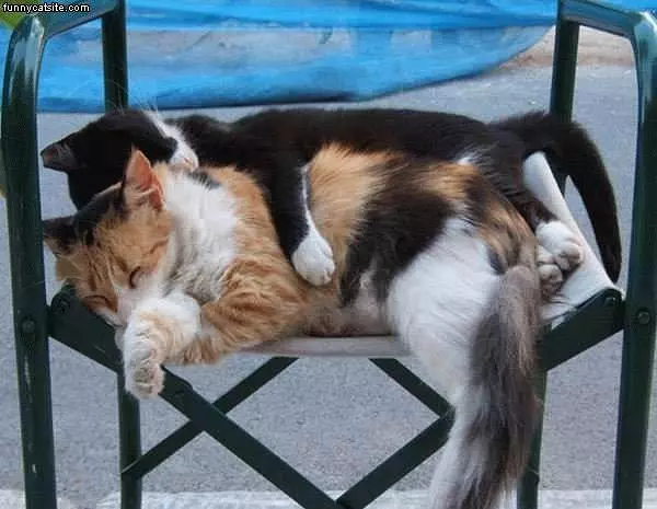 Two Cats Sleeping Outside