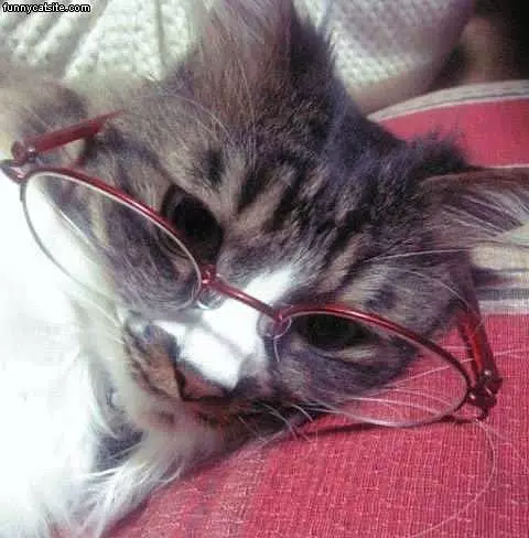 Smart Cat