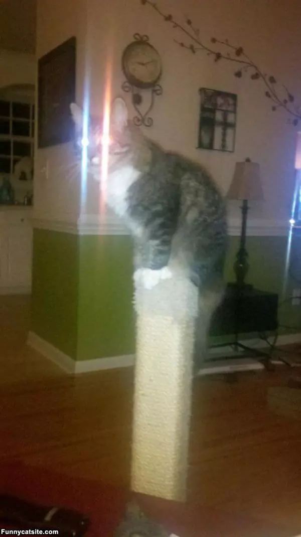 Tall Cat Post