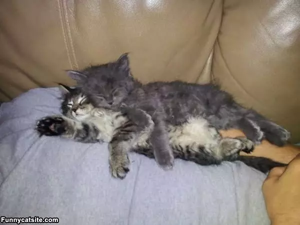 Scruffy Cats Sleeping