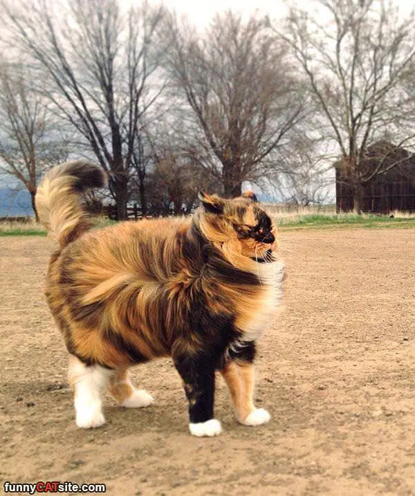 Majestic Cat