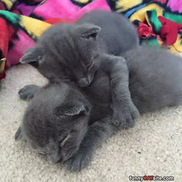 Kitten Cuddlers