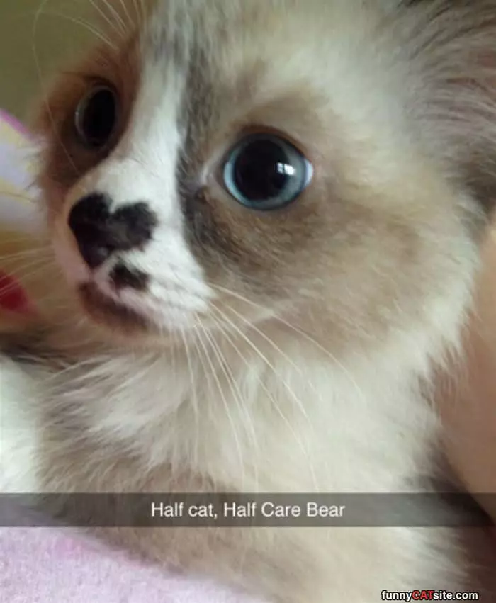 Only Half Cat