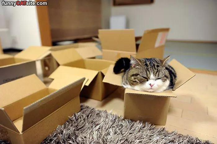 This Box Is Purrrfect