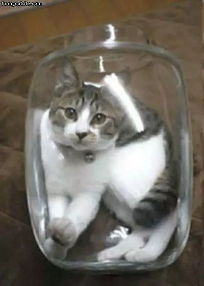 Cat In A Jar