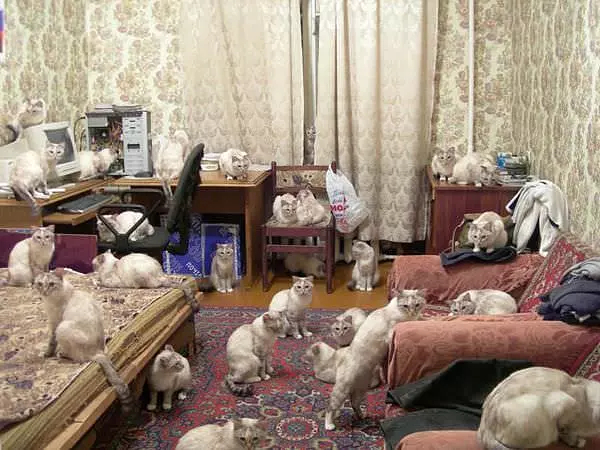 Army Of Cats
