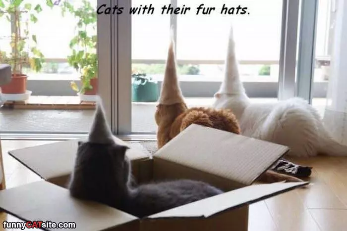 Cats With Fur Hats