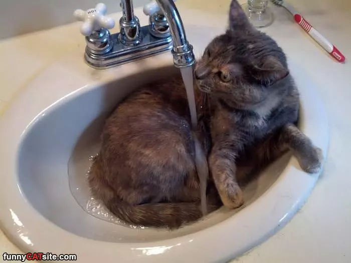 In The Sink