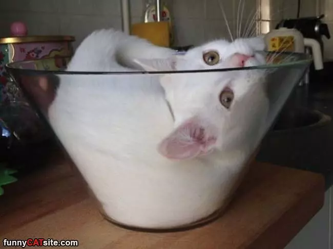 One Little Bowl Of Cat