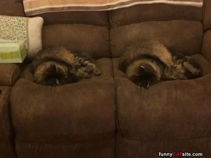 Couch Twins
