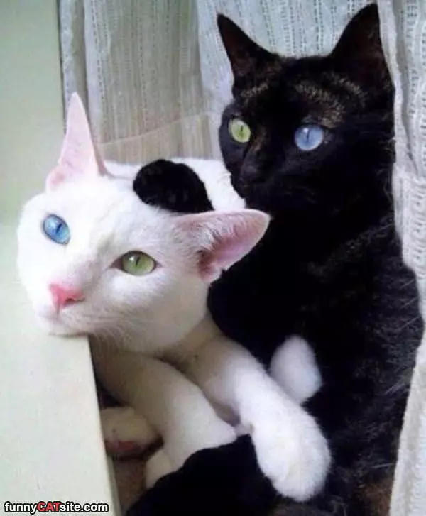 These Cute Kitties