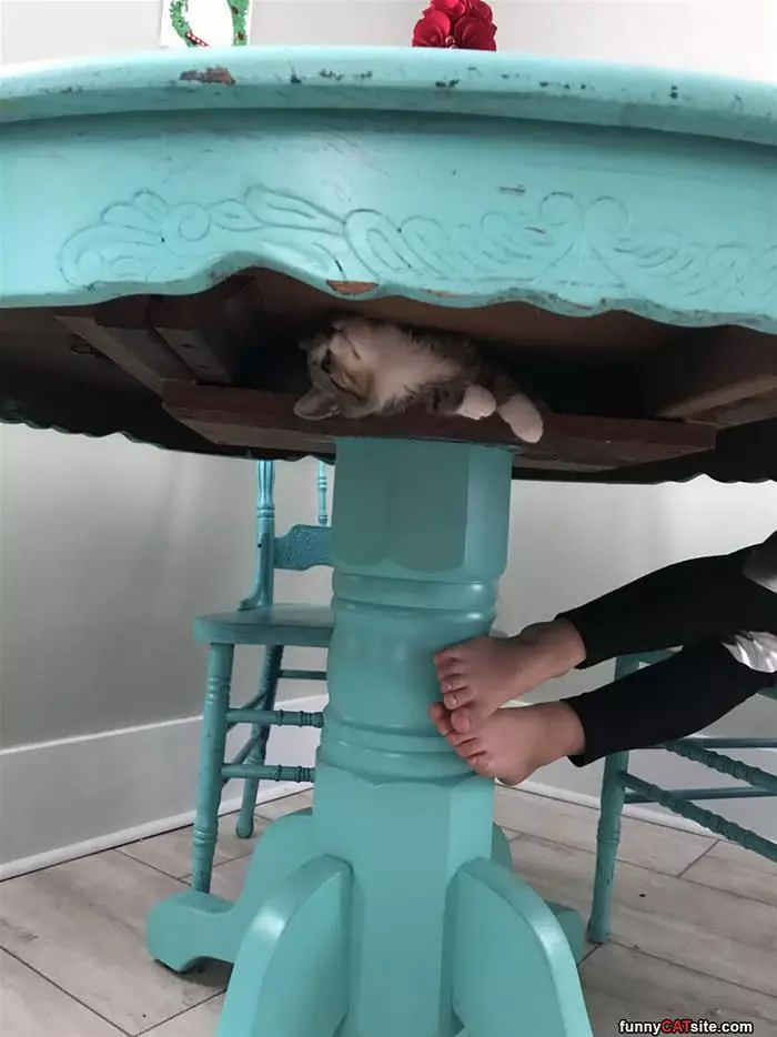 Under The Table For A Snack