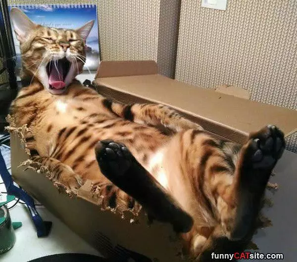 This Box Will Do