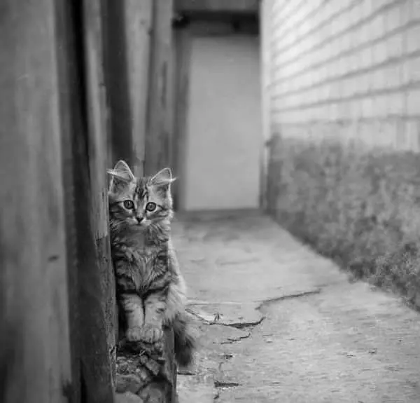 Hiding On The Wall