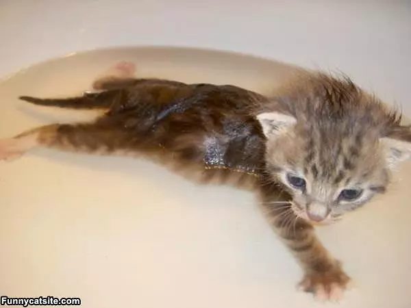 Tiny Swimming Kitten