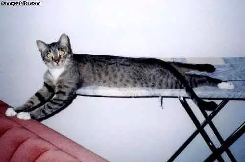 Ironed Cat