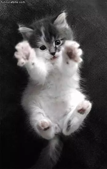 Hug Me Kitten