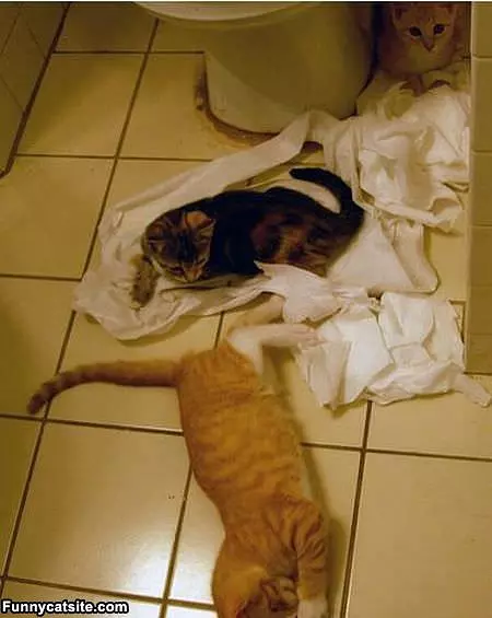 Kitten Paper