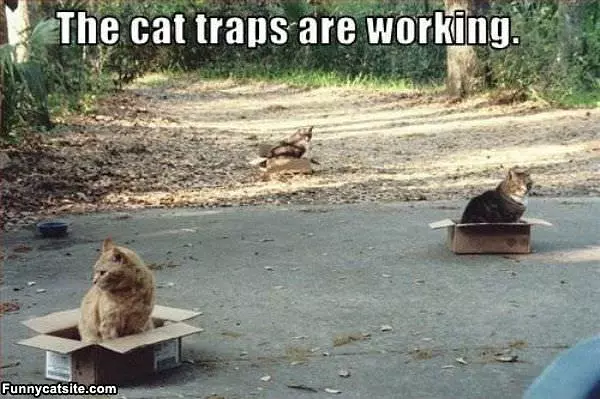The Cat Traps