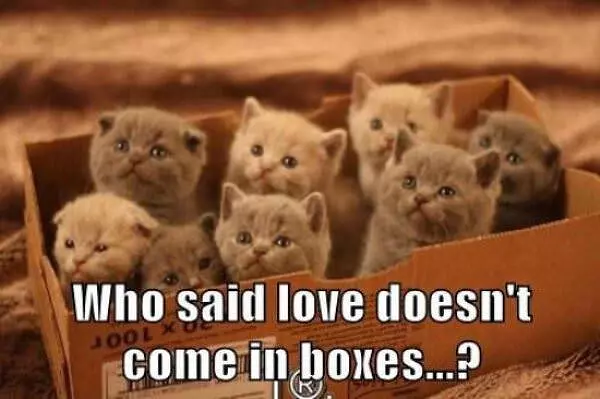Love In A Box