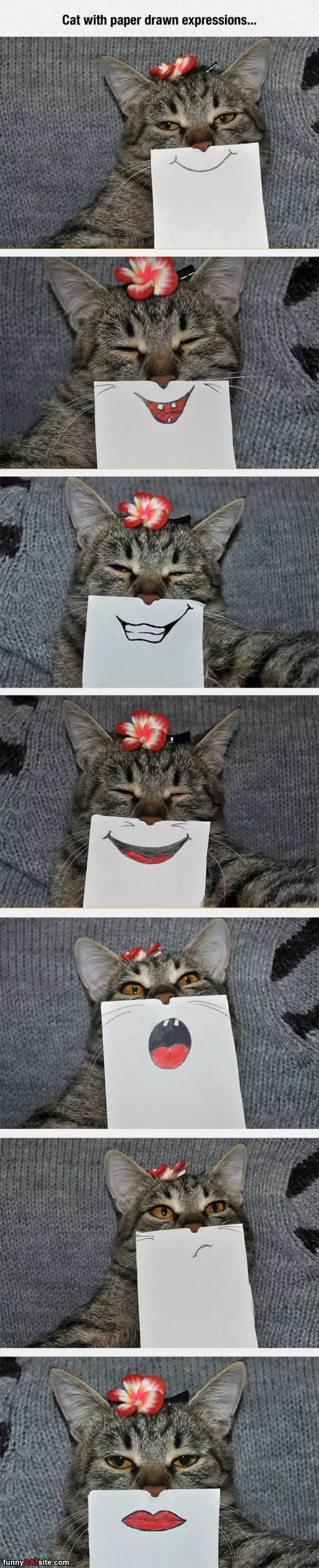 Cat With Drawn Expressions
