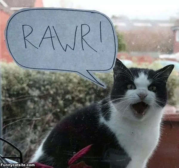 Rawr Cat