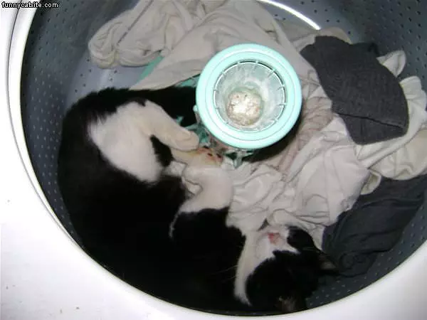 Washing Machine Cat