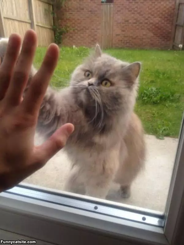 Let Me In Human