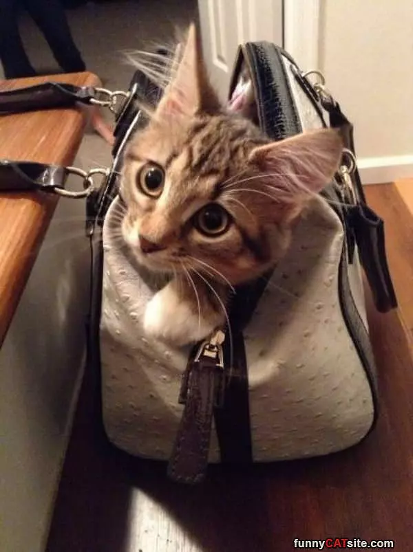 Handbag Cat