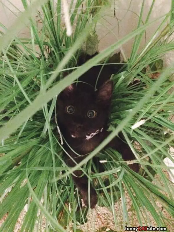 Caught In The Grass