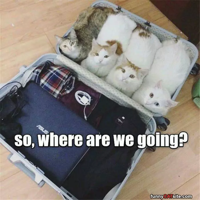 Where We Going