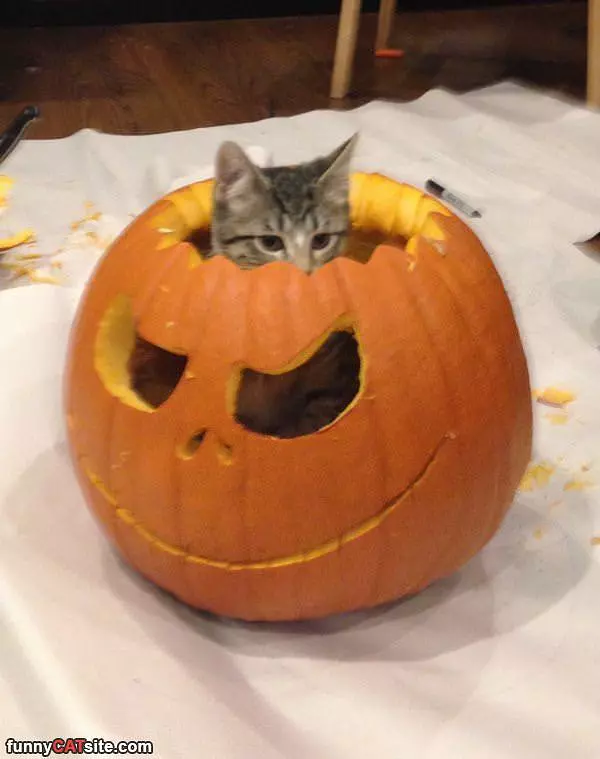 Im In A Pumpkin