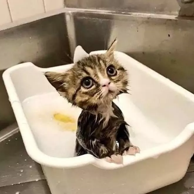 My Tiny Kitten Bath