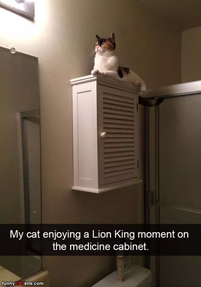 Lion King Moment
