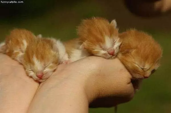 Very Small Kittens