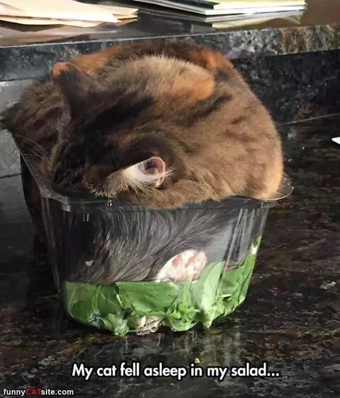 Cat In My Salad