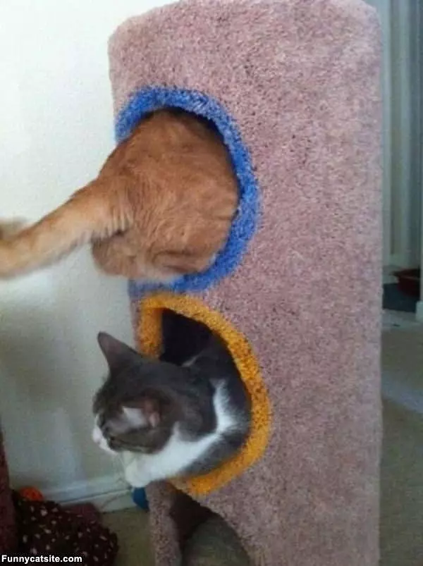 Portal Cats