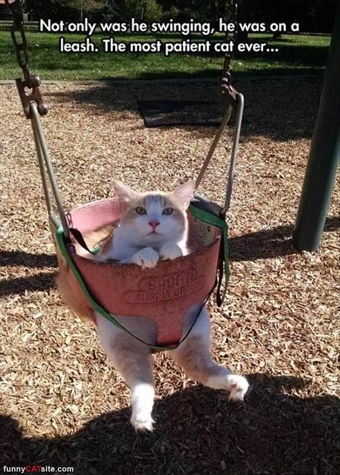 The Swinging Cat