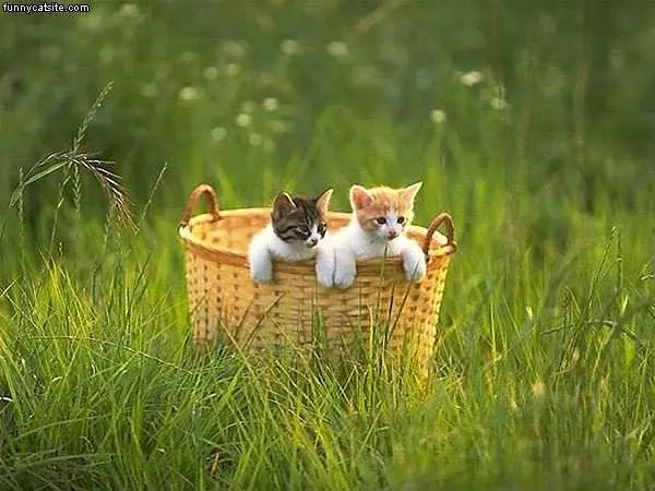 Basket Cats