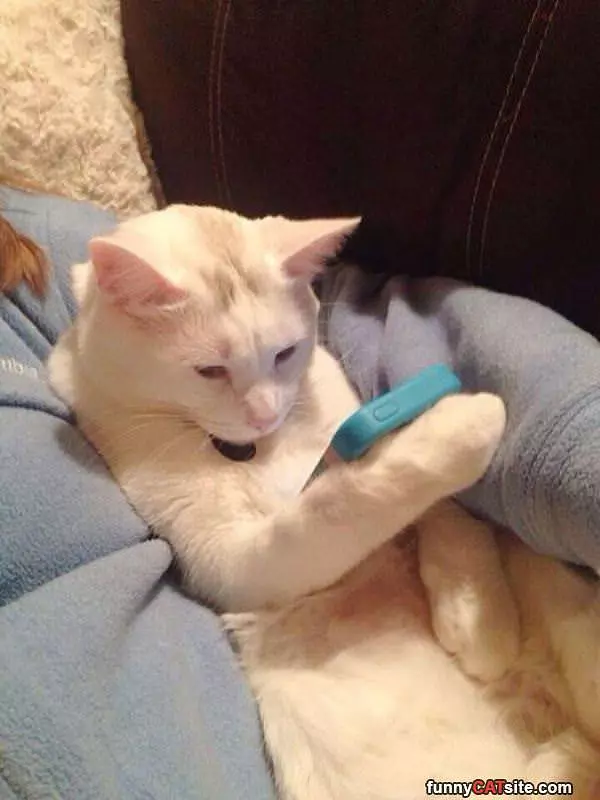 Iphone Cat