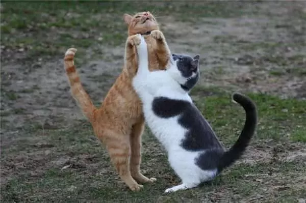 Cat Dancing