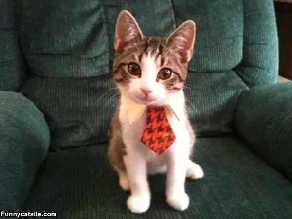 Do You Like My Tie