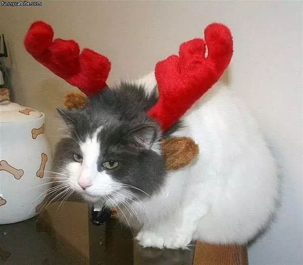 Cat With Antlers