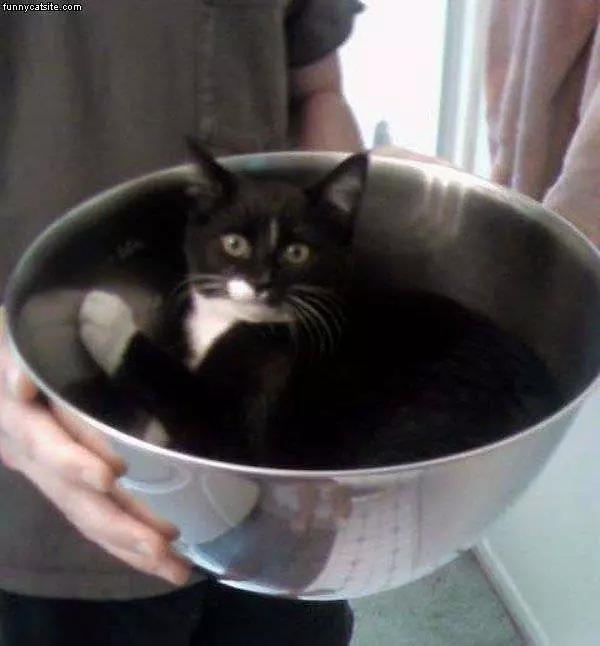 1 Bowl Of Cat