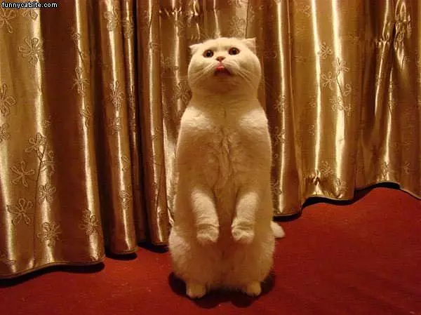 Cat Standing
