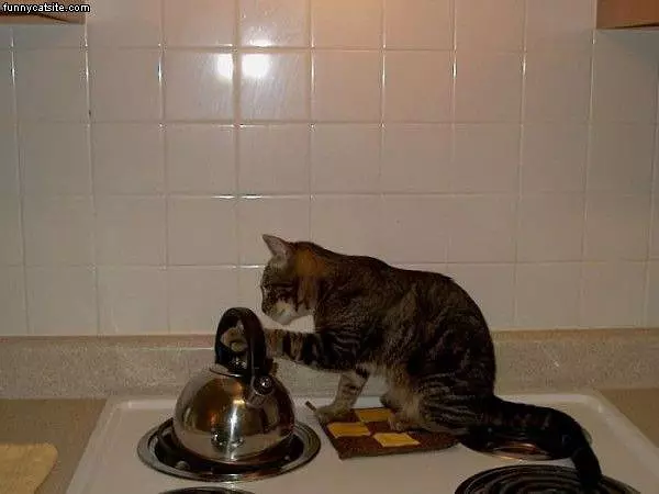 Cat Making Tea