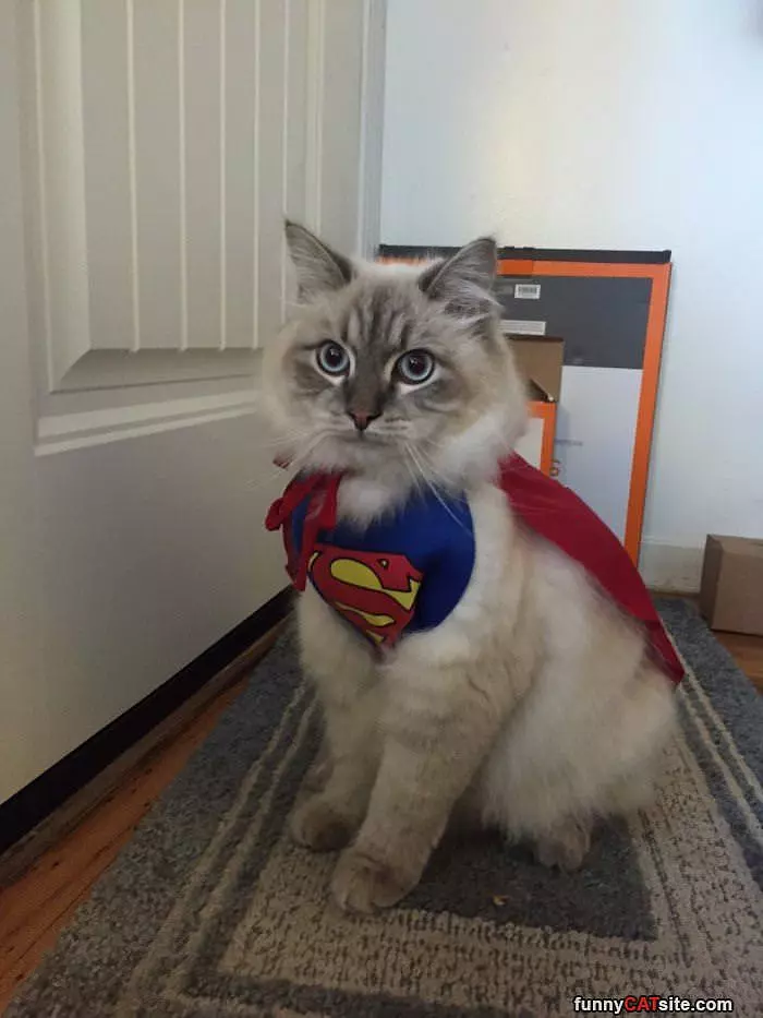 I Am Super Cat
